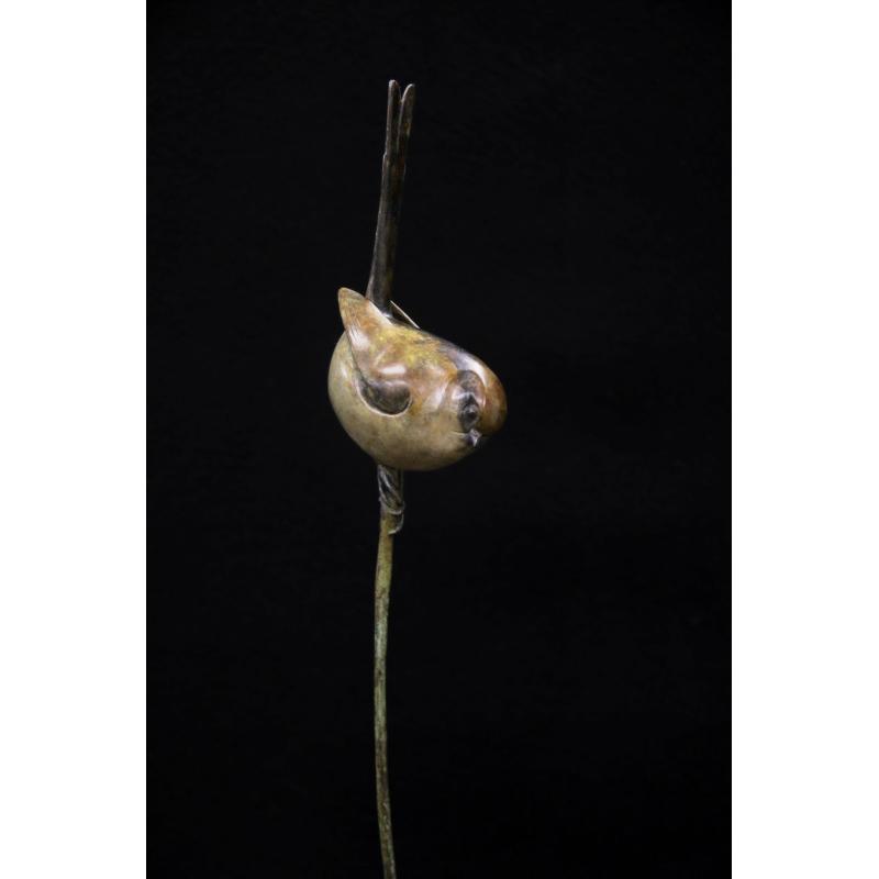 Long-Tailed Tit